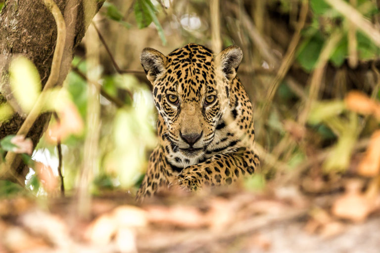 Este sábado estreia a incrível nova série “Câmera Selvagem” no NAT GEO! Confira: