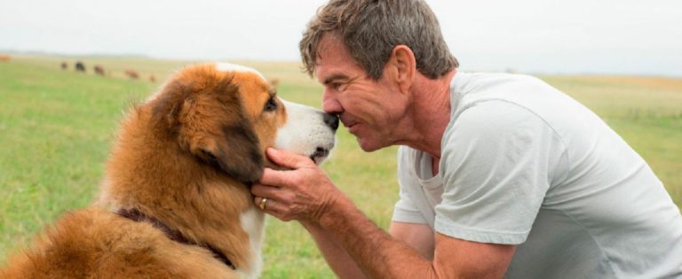 Se emocione com o primeiro trailer de ‘4 Vidas de um Cachorro’