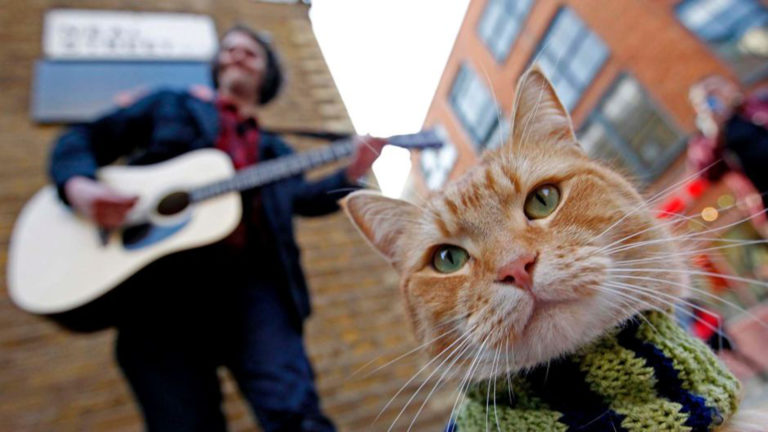 Um Gato de rua chamado Bob | Adaptação ganha trailer legendado. Confira!