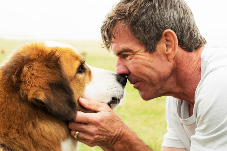POLÊMICA | Vídeo mostra cena de cão sendo mal tratado em set de “4 Vidas de Um Cachorro”