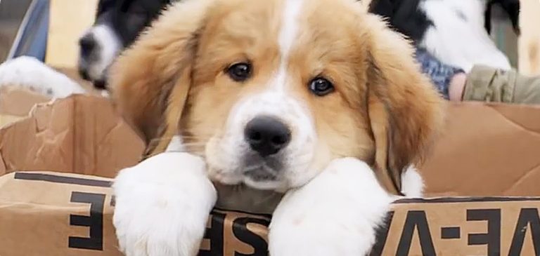 Quatro Vidas de Um Cachorro | Investigação conclui que não houve maus tratos no set