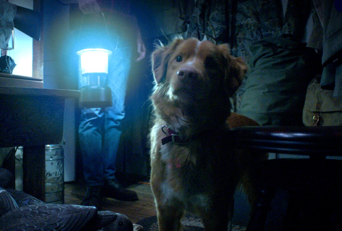 Good Boy: o terror sobrenatural protagonizado por um cãozinho ganha trailer oficial